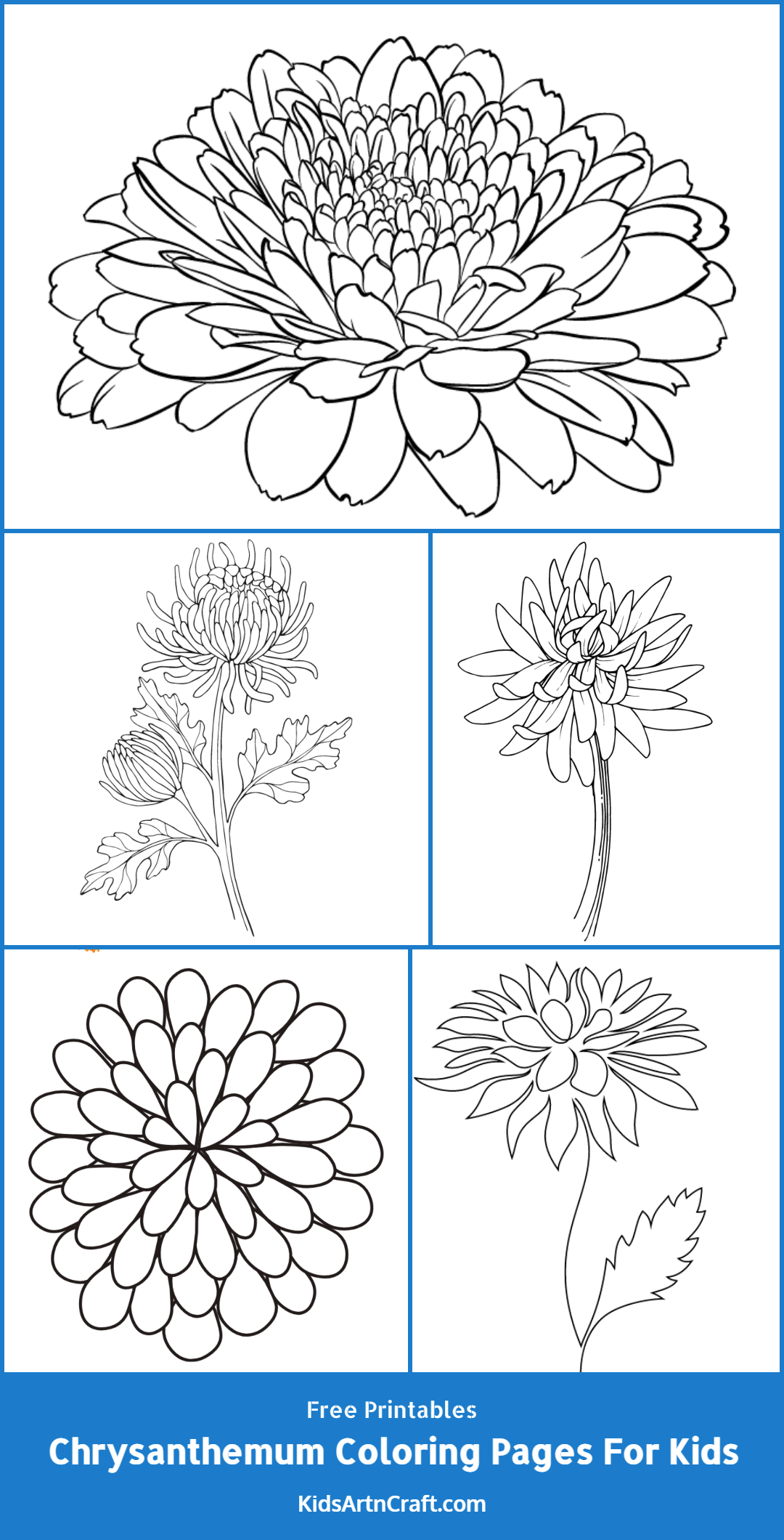 Chrysanthemum Coloring Pages For Kids – Free Printables