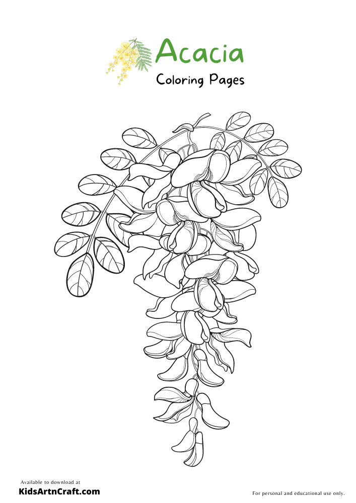 Acacia Coloring Pages For Kids