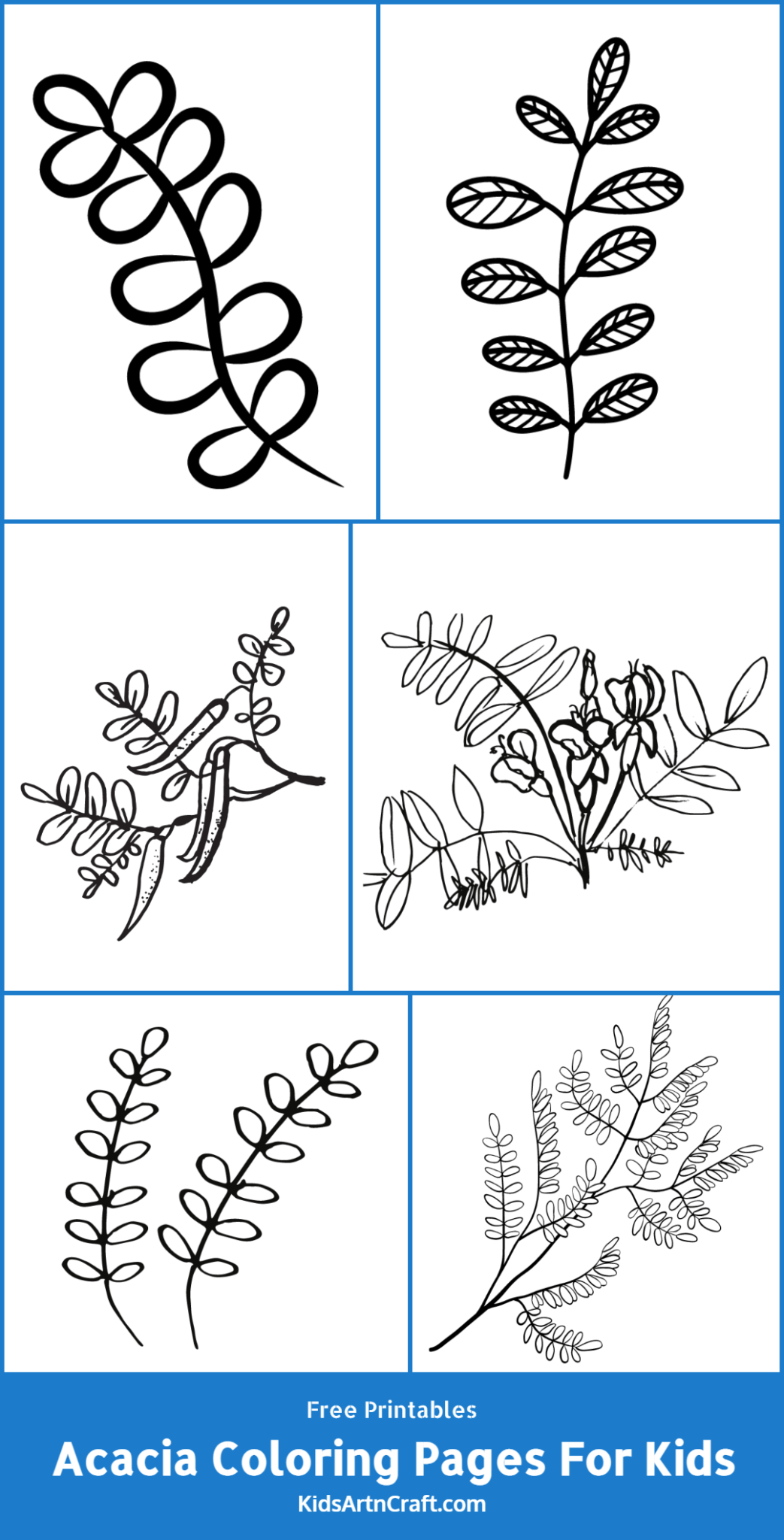 Acacia Coloring Pages For Kids – Free Printables - Kids Art &amp; Craft