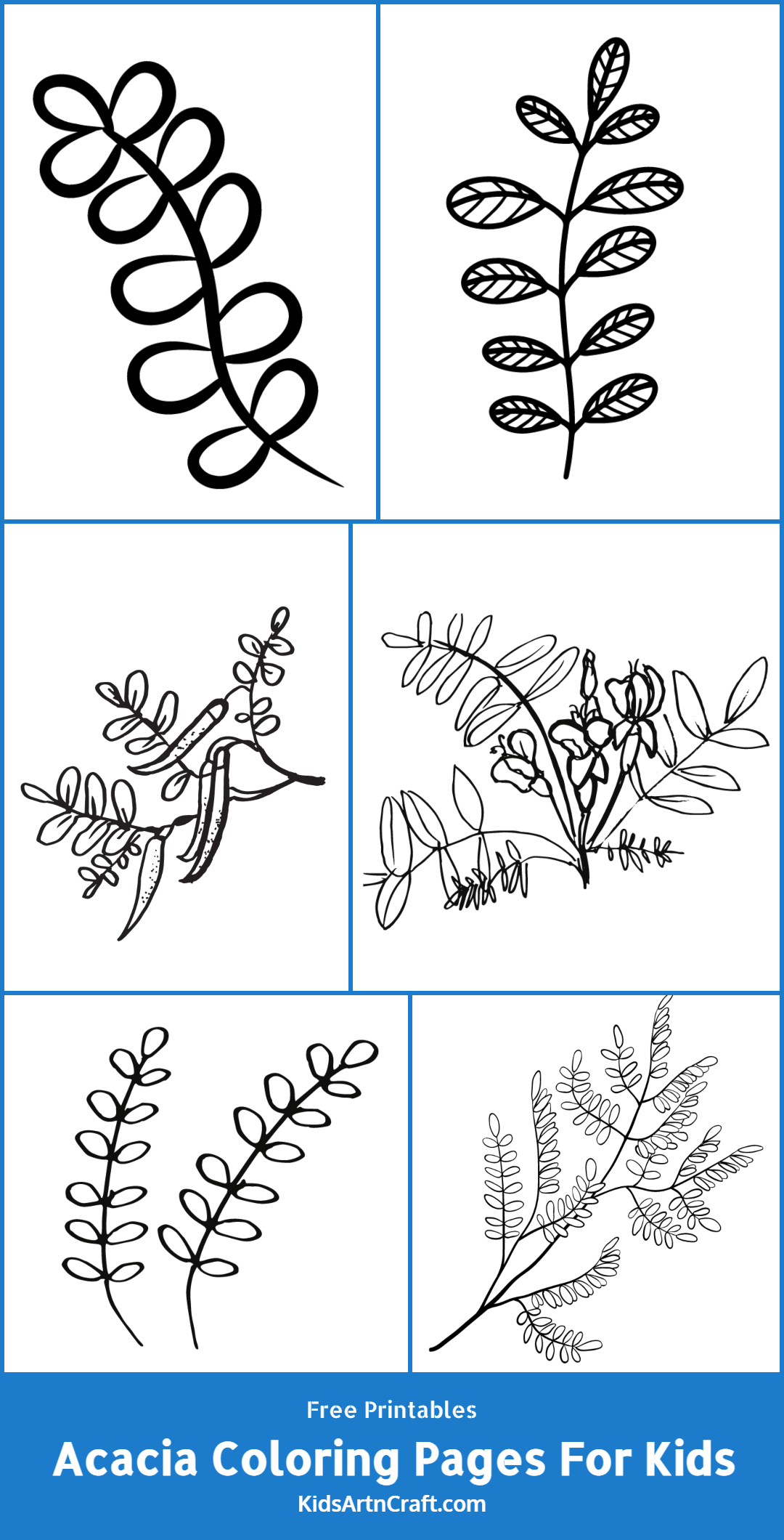 Acacia Coloring Pages For Kids – Free Printables