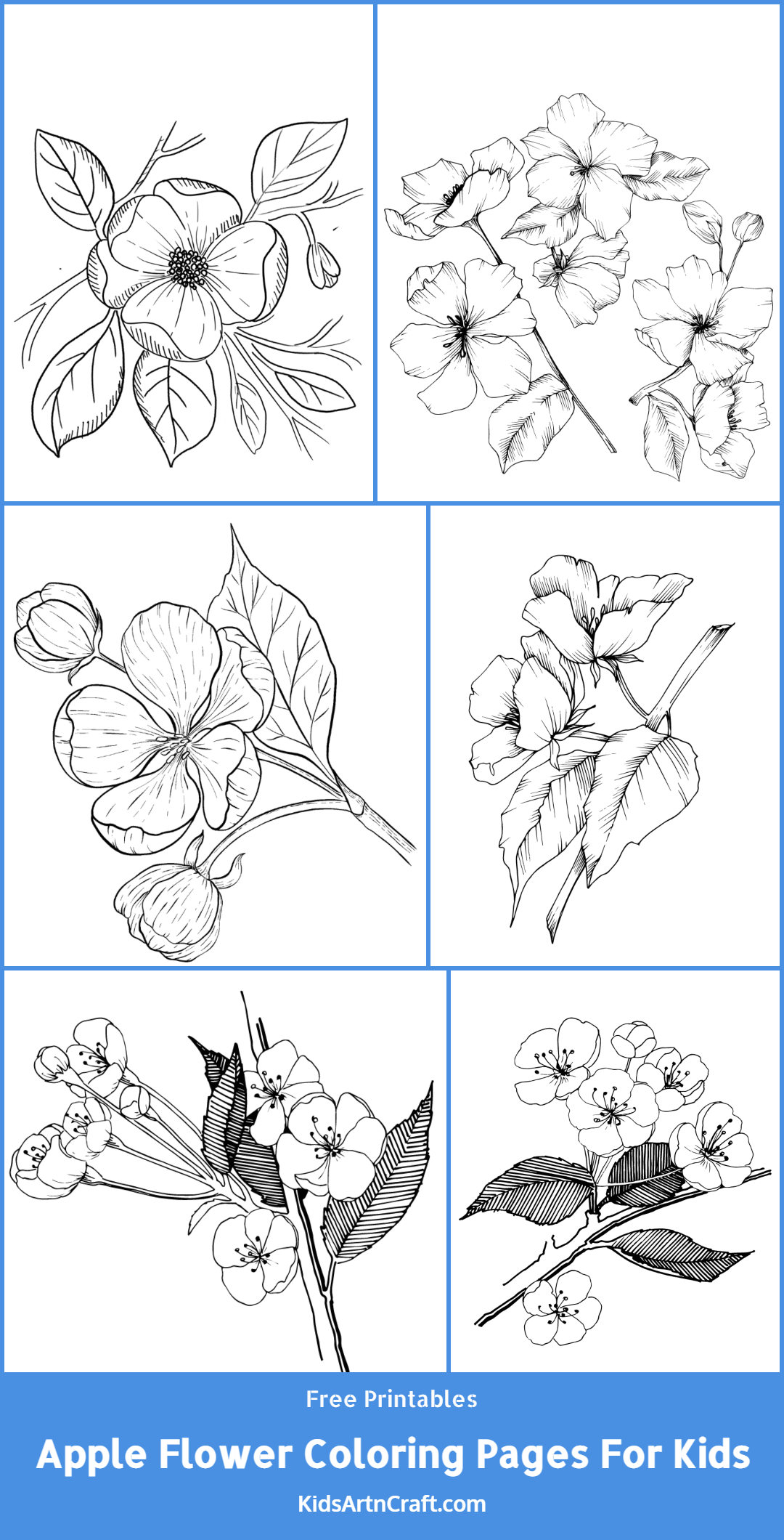 Apple Flower Coloring Pages For Kids – Free Printables