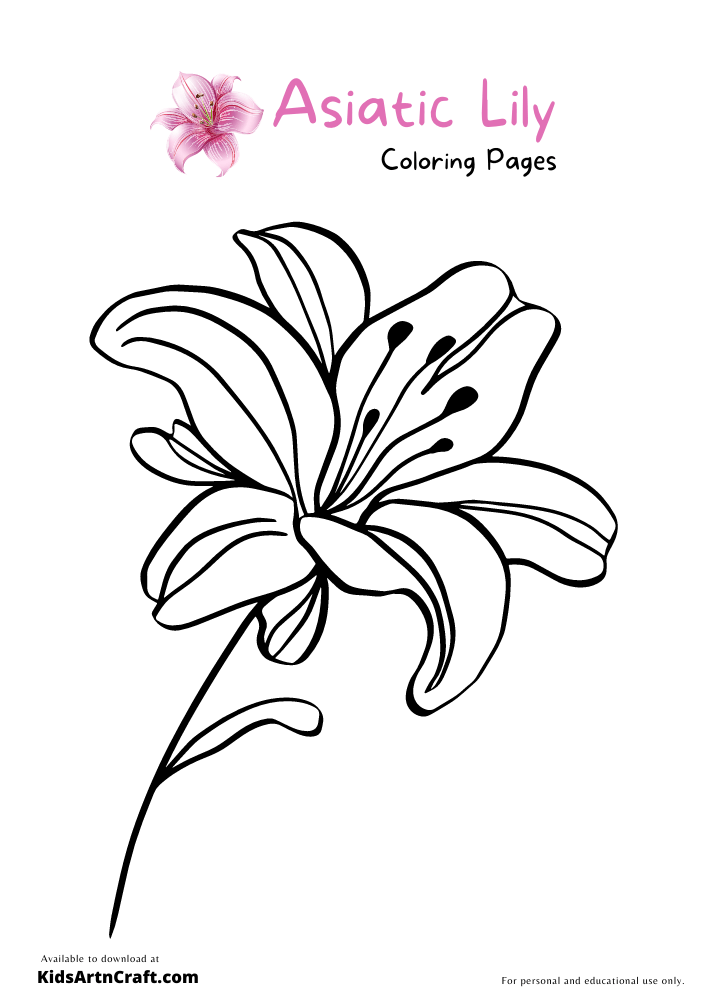 Asiatic Lily Coloring Pages For Kids