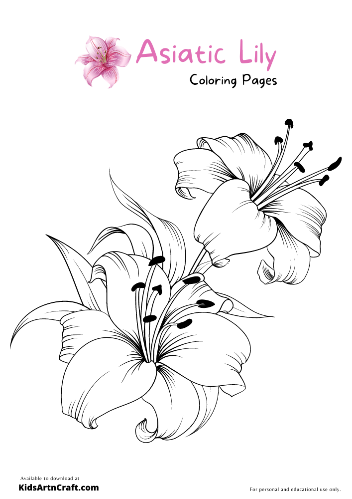 Asiatic Lily Coloring Pages For Kids