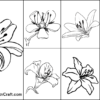 Asiatic Lily Coloring Pages For Kids – Free Printables