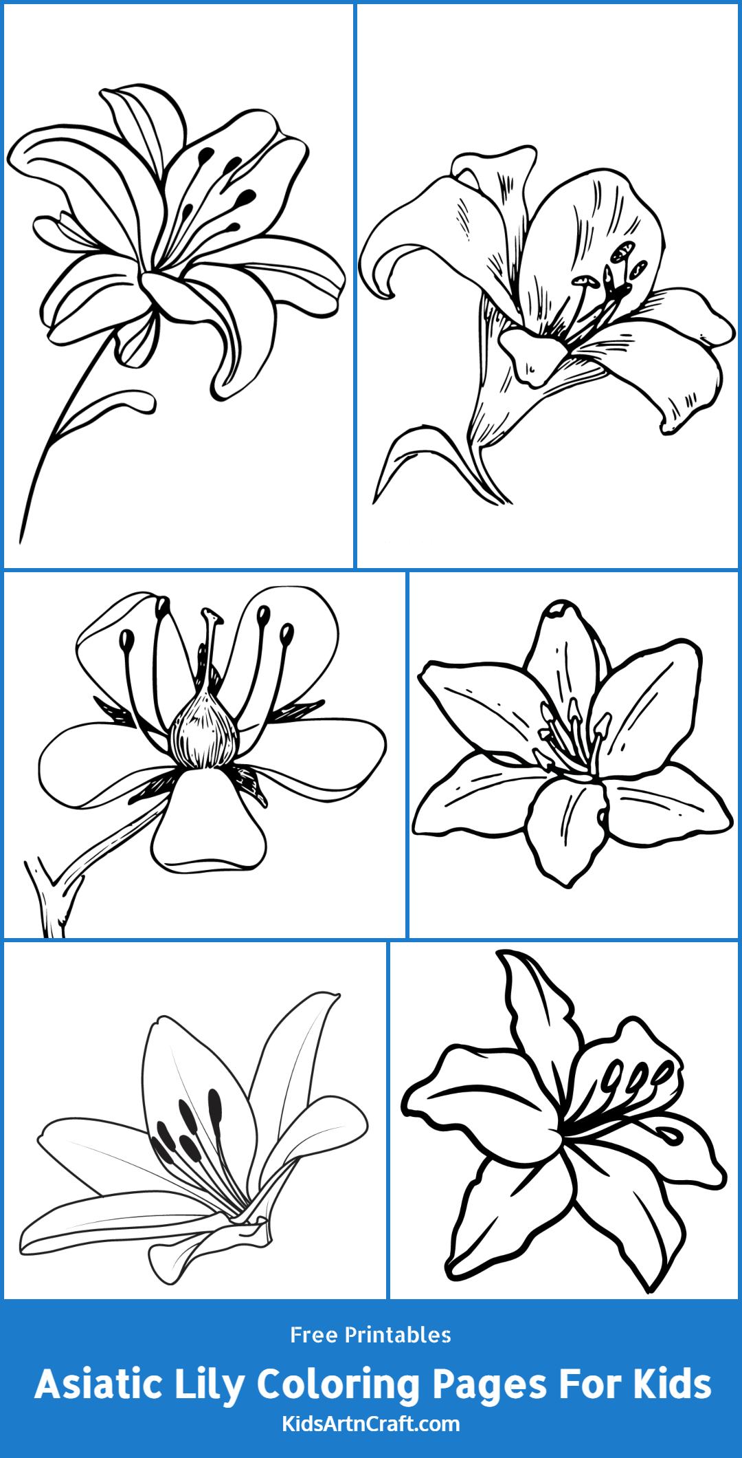 Asiatic Lily Coloring Pages For Kids – Free Printables