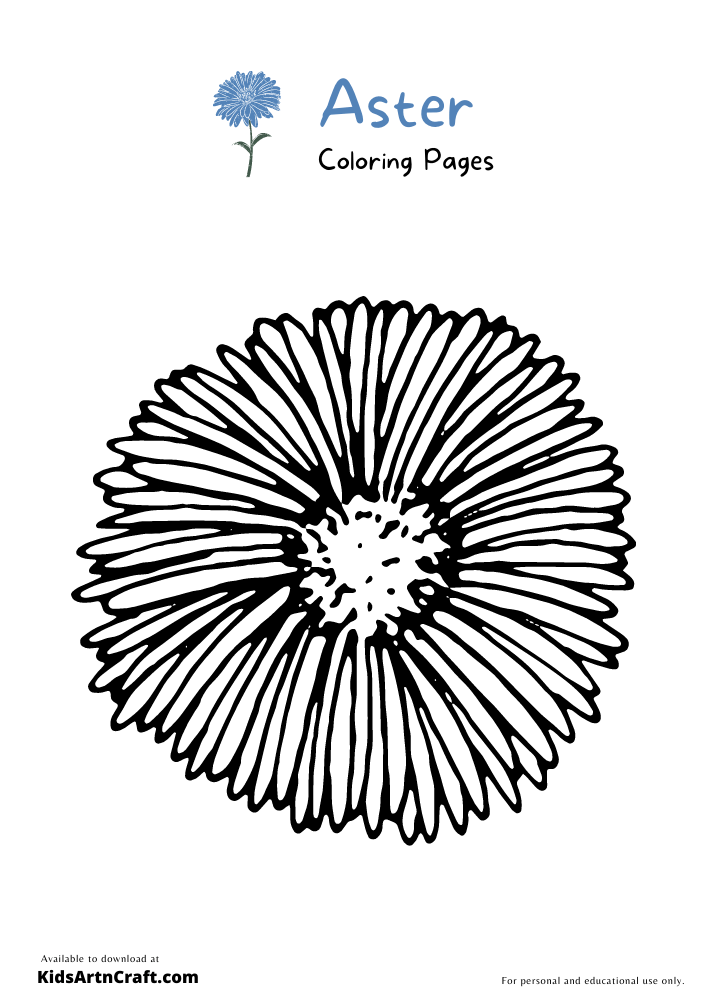 Aster Coloring Pages For Kids – Free Printables