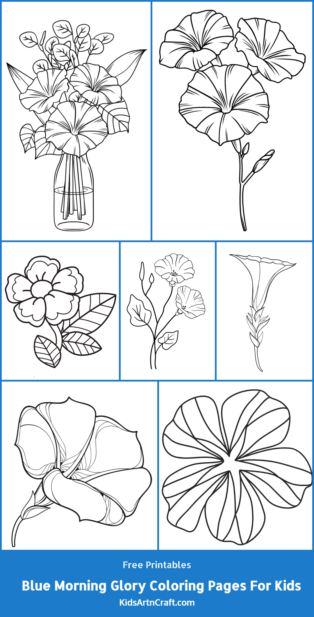 Blue Morning Glory Coloring Pages For Kids – Free Printables