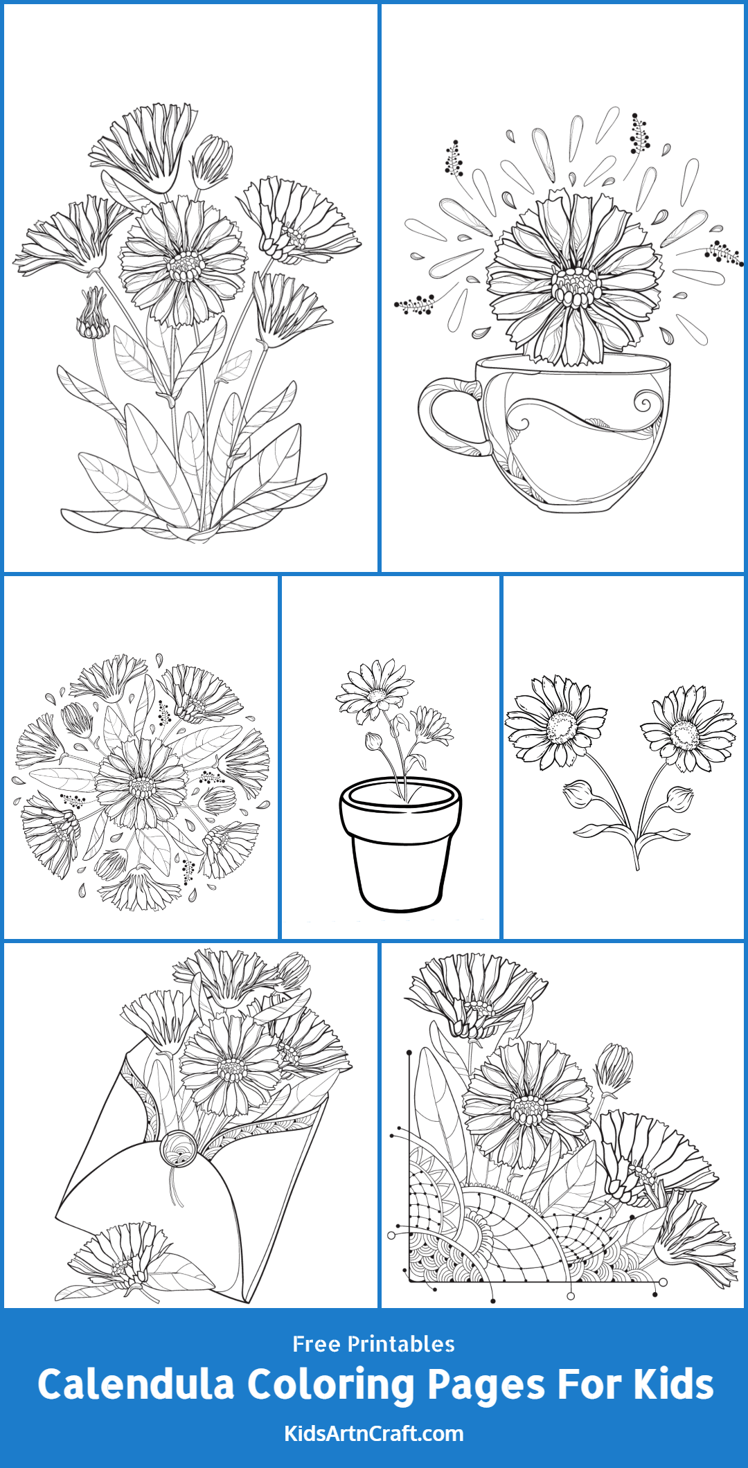 Calendula Coloring Pages For Kids – Free Printables