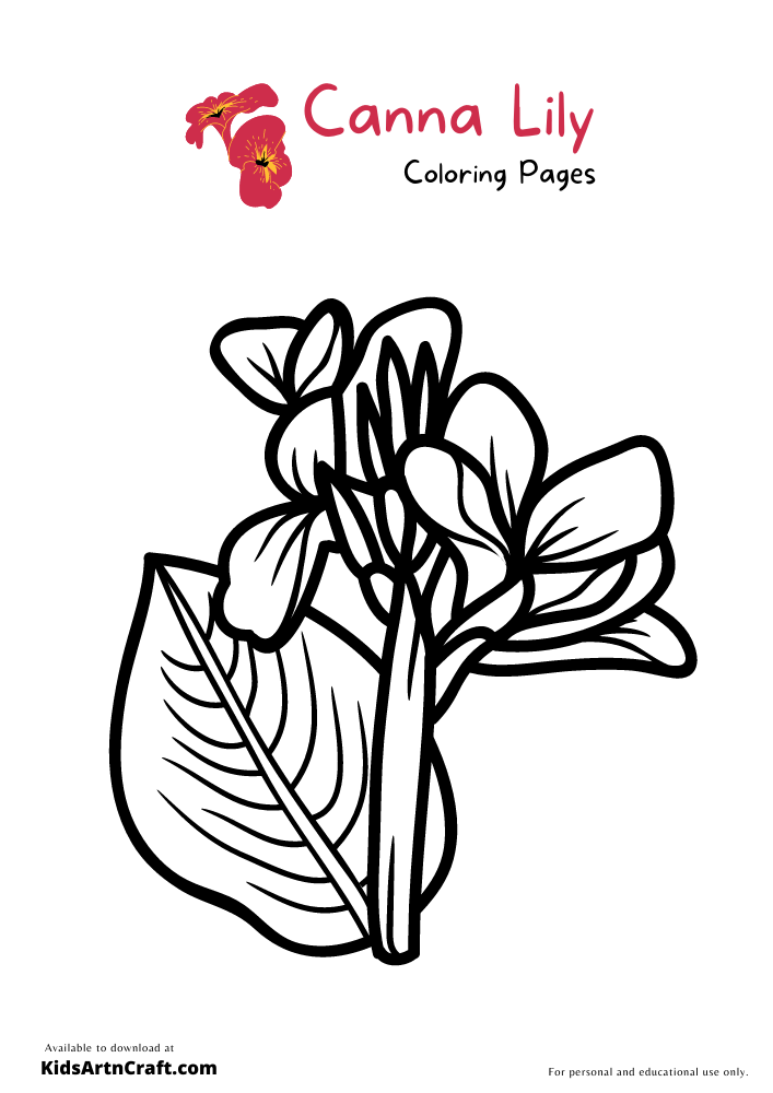 Canna Lily Coloring Pages For Kids – Free Printables