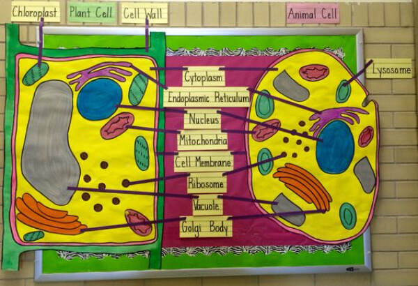 Cell Biology Bulletin Board Idea For Classroom