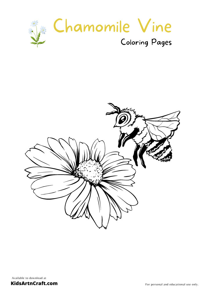 Chamomile Vine Coloring Pages For Kids