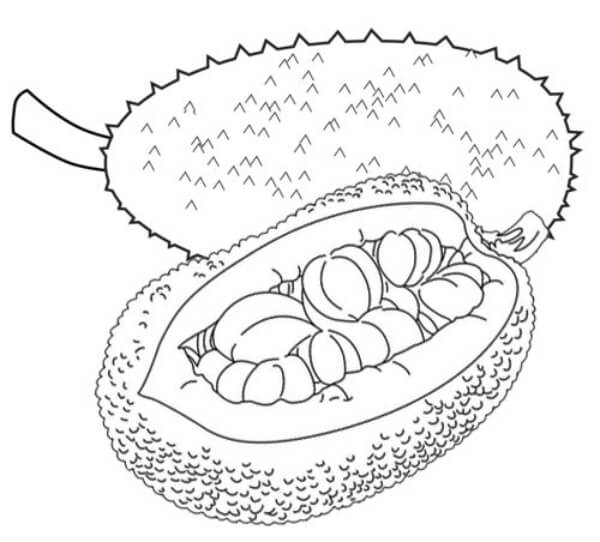 Ripe Jackfruit Coloring Page For Kids