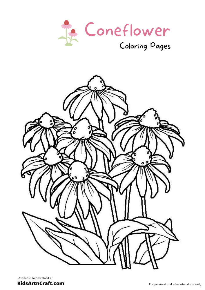 Cone Flower Coloring Pages For Kids 