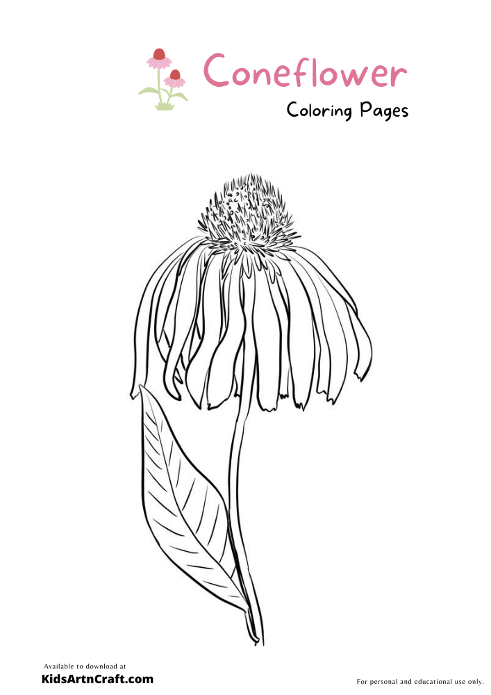 Cone Flower Coloring Pages For Kids 