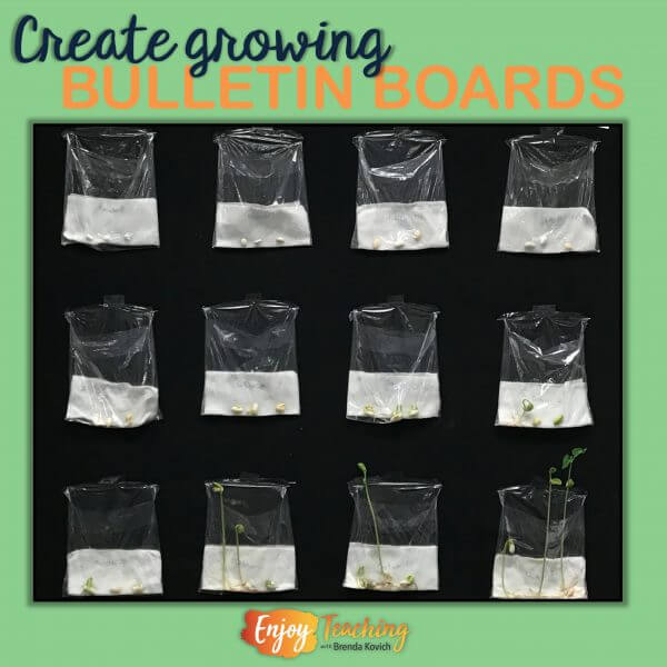Create Growing Plants Bulletin Board Ideas