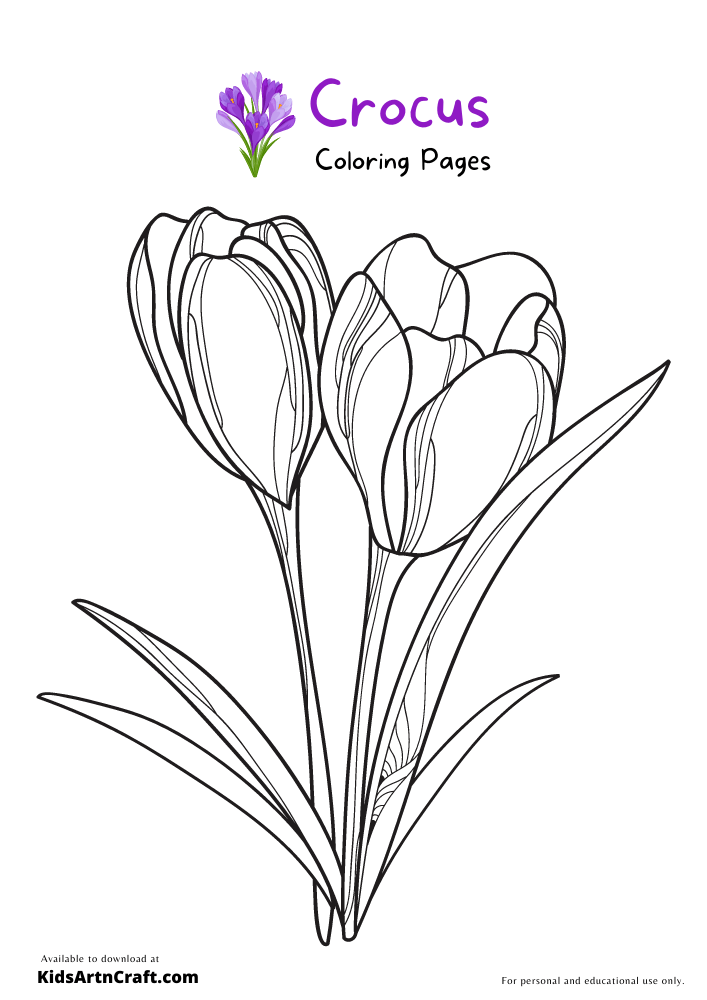 Crocus Coloring Pages For Kids
