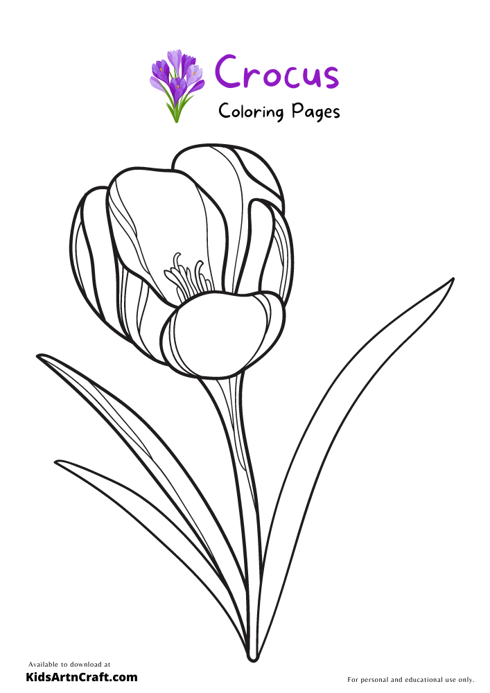 Crocus Coloring Pages For Kids