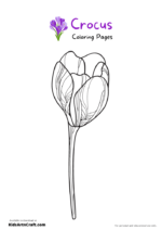 Crocus Coloring Pages For Kids – Free Printables - Kids Art & Craft
