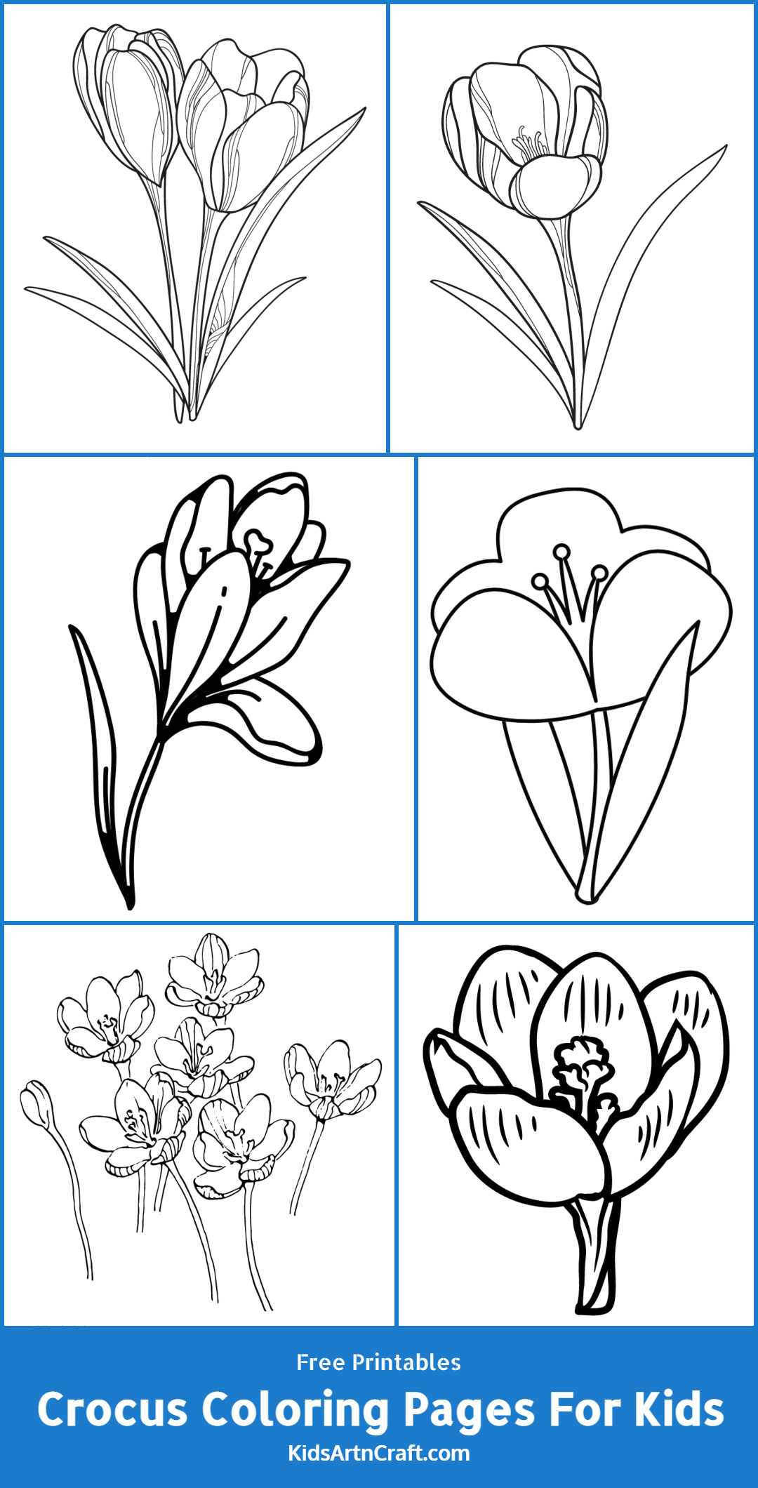 Crocus Coloring Pages For Kids – Free Printables