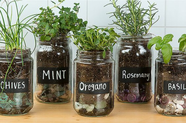 DIY Mason Jar Herb Garden Idea For Spring Fun Activities for Spring - Indoor & Outdoor
