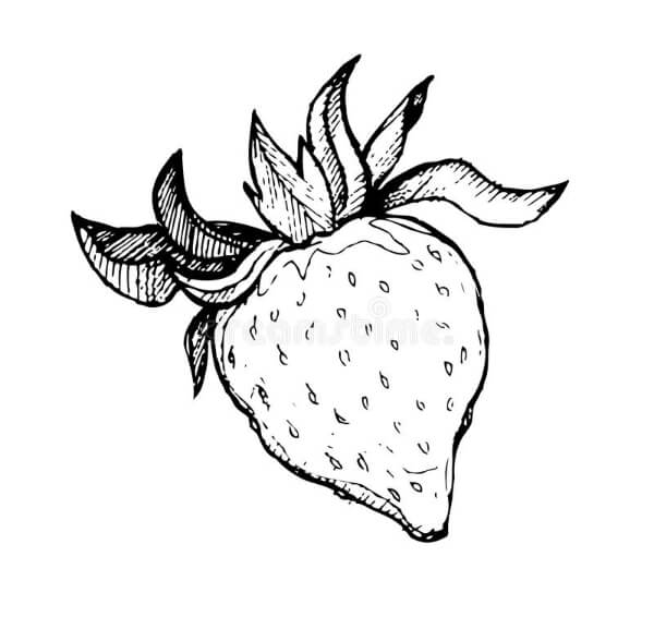 Strawberry Drawing & Sketch for Kids Easy Strawberry Drawing Art  