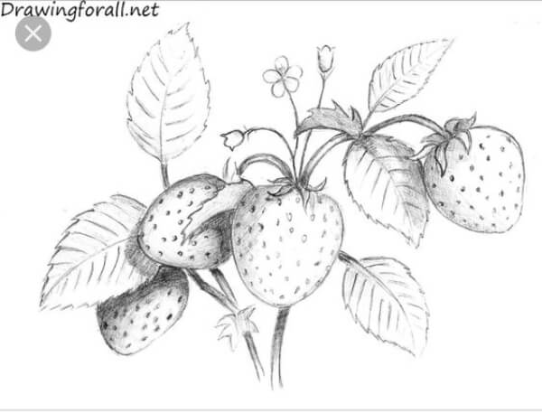 Easy Strawberry Plant Sketches For
