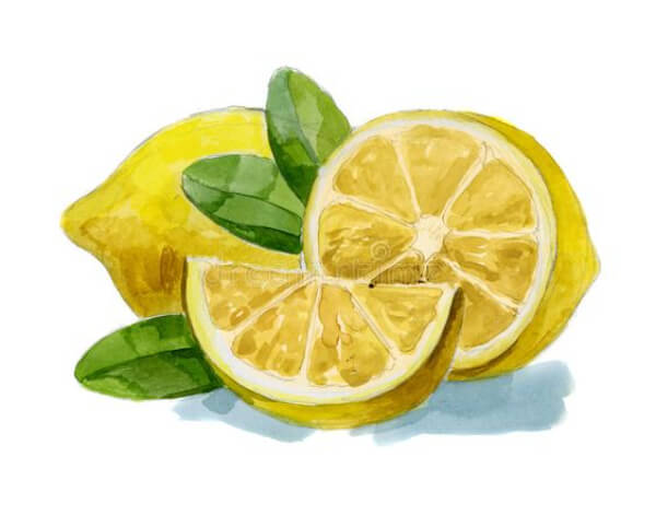 Lemon Drawing & Sketches for Kids Easy Watercolor Lemon Step By Step