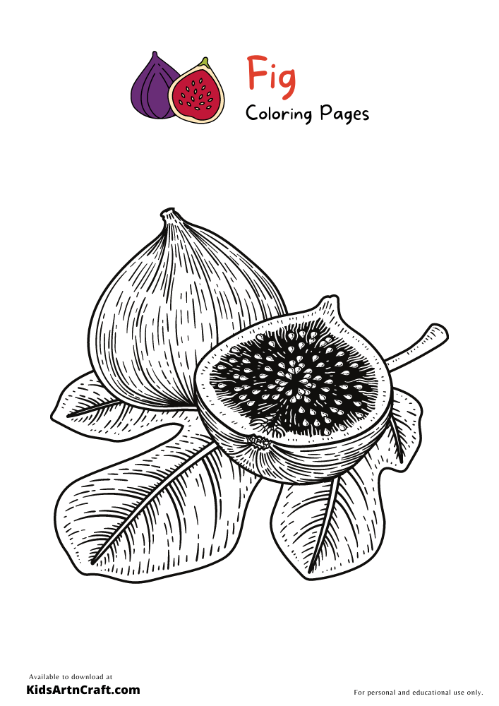 Fig Coloring Pages For Kids – Free Printables