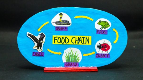 Food Chain Working Project For Kids