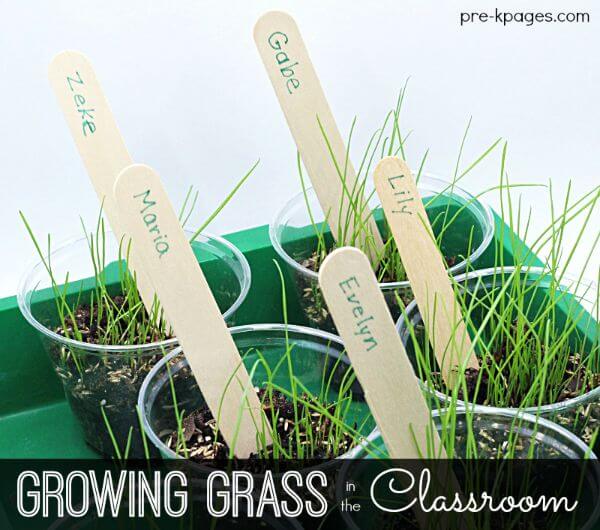 Growing Grass Activity In The Classroom