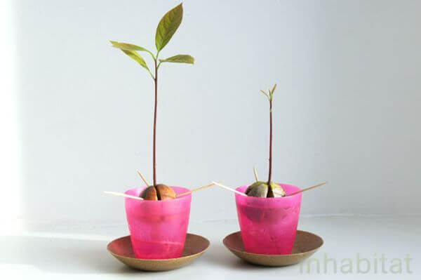 How To Grow An Avocado Tree From Seed Avocado Crafts & Activities for Kids