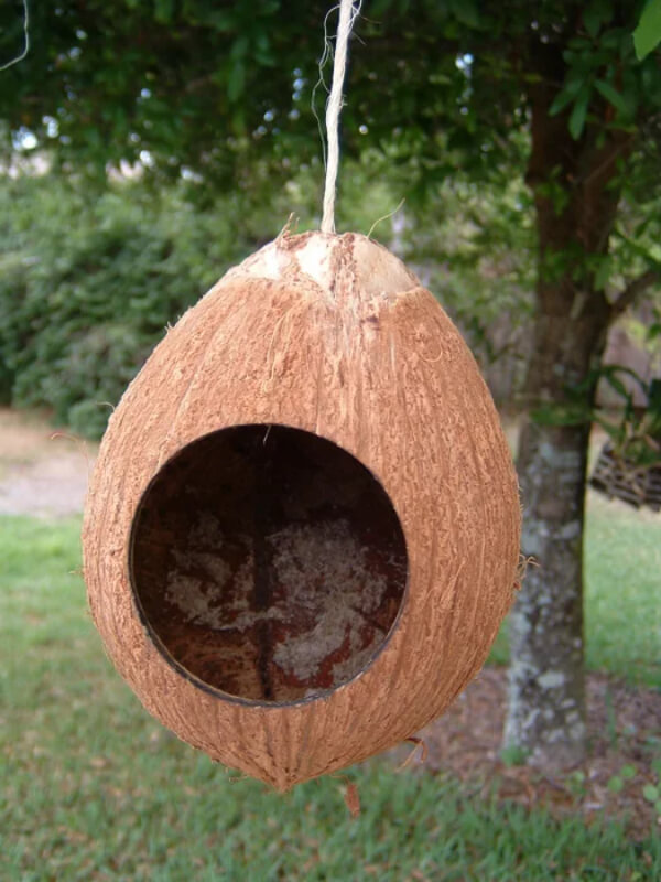 How To Make Bird House Using Coconut Shell