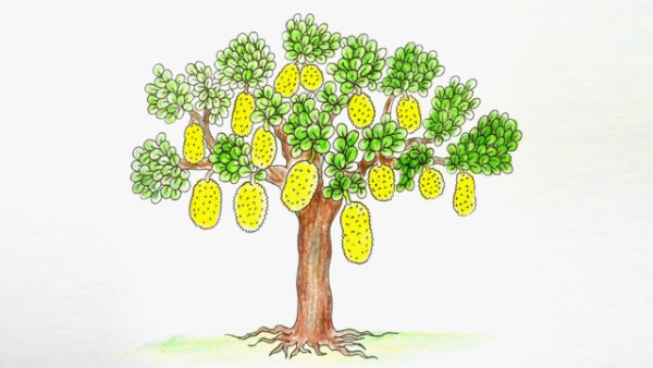 Jackfruit Tree Drawing-Jackfruit Activities for Little Ones