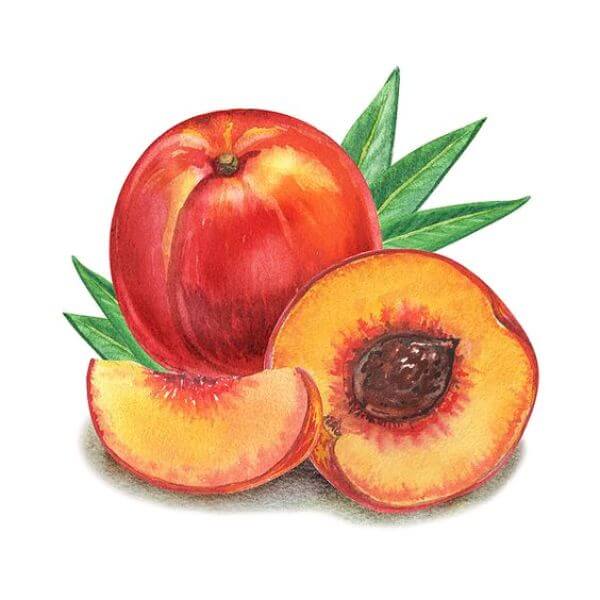 Juicy Peach Fruits Art & Craft Idea