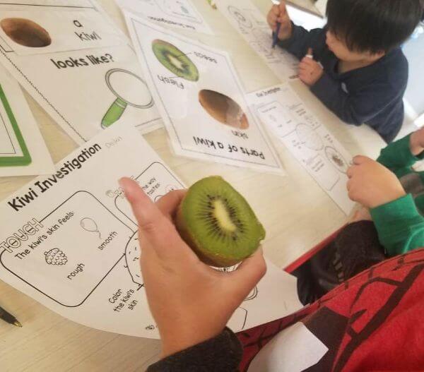 Kiwi Science Investigation Project For Kindergarten