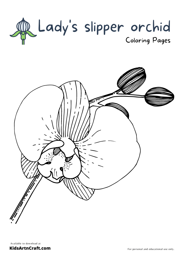 Lady's slipper orchid Coloring Pages For Kids – Free Printables