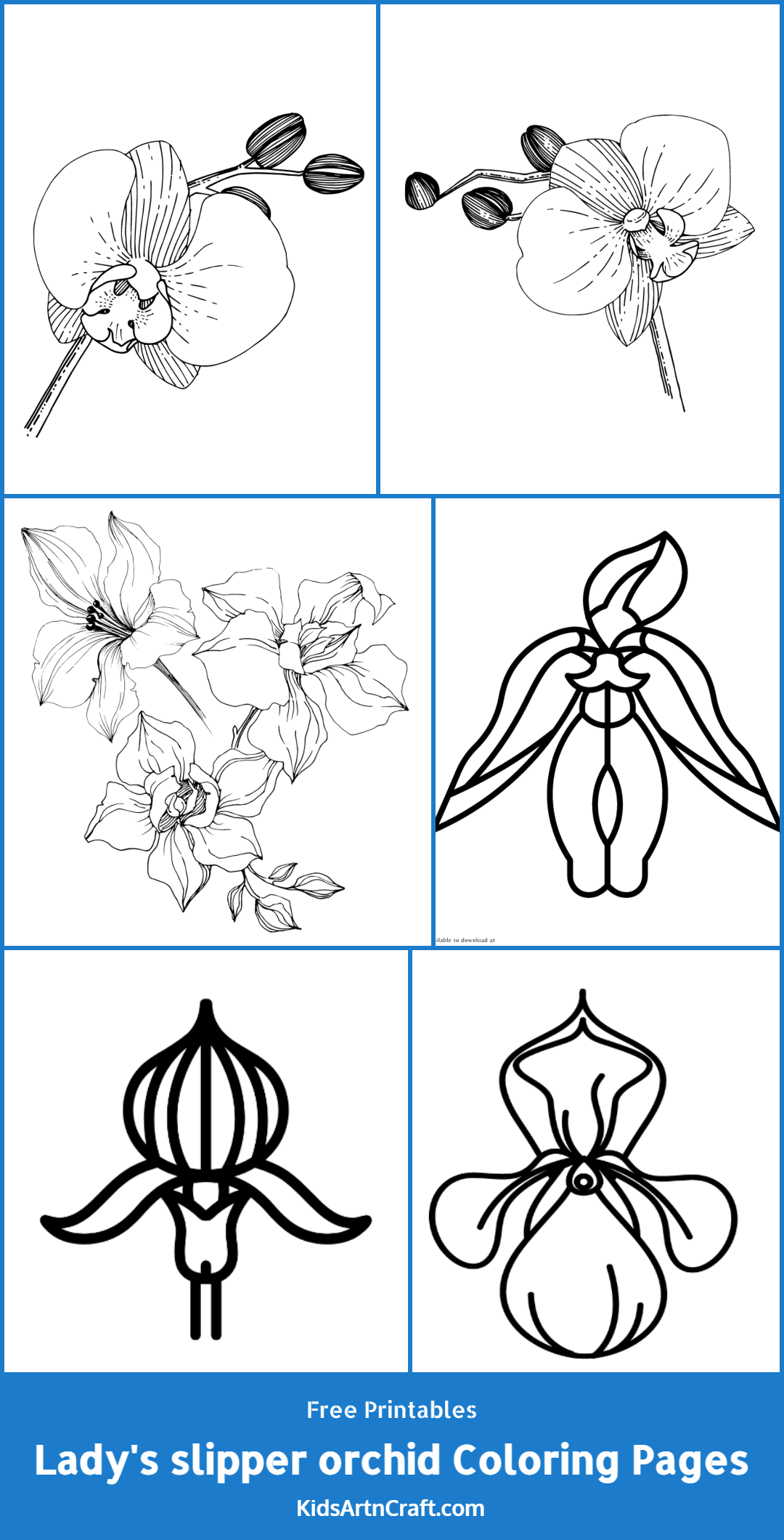 Lady's slipper orchid Coloring Pages For Kids – Free Printables
