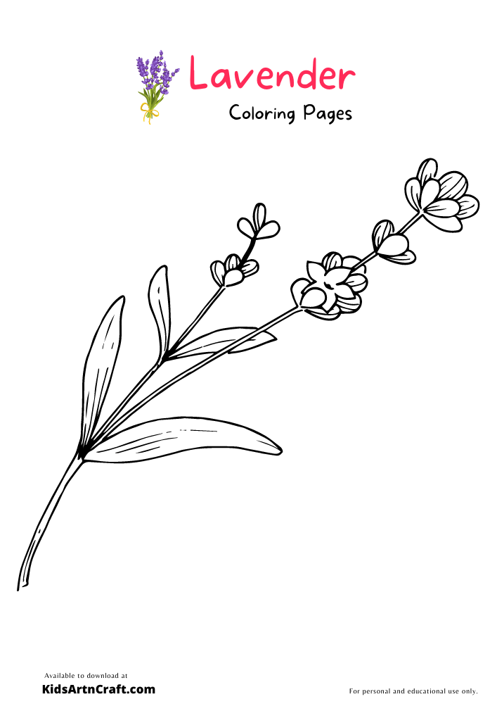 Lavender Coloring Pages For Kids – Free Printables