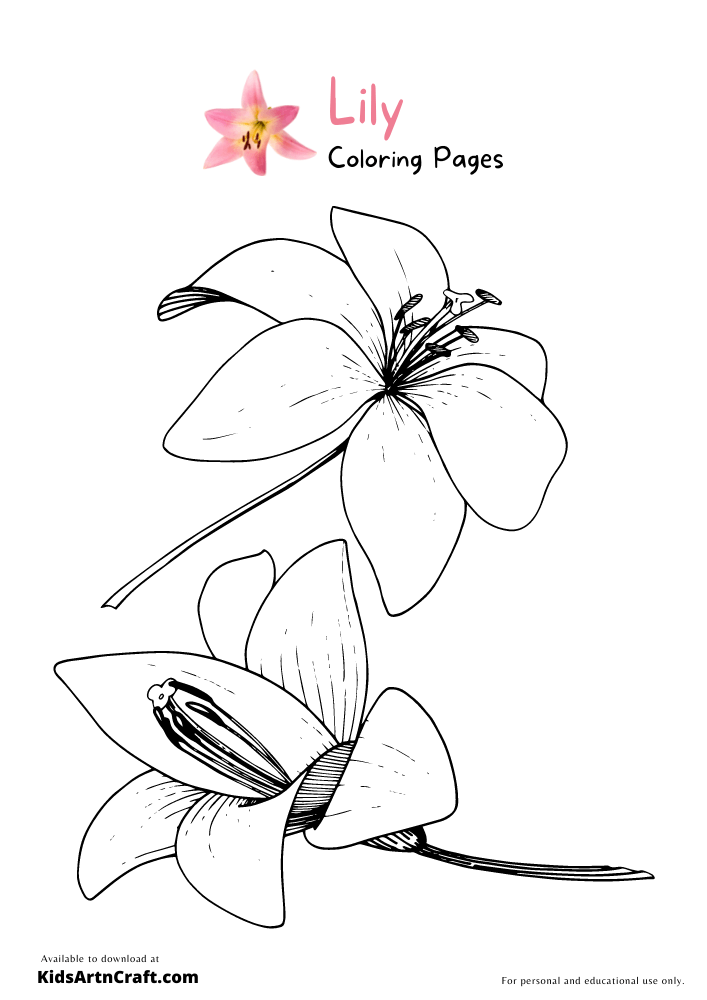 Lily Coloring Pages For Kids – Free Printables