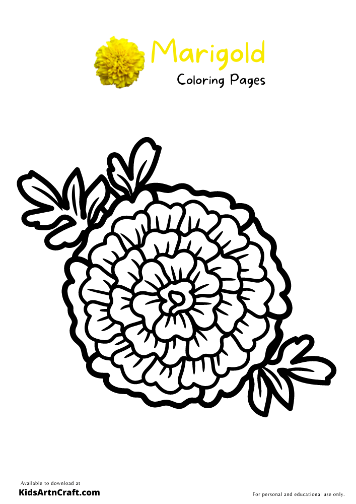 Marigold Coloring Pages For Kids – Free Printables