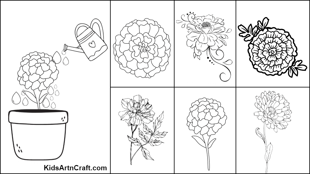 Marigold Coloring Pages For Kids – Free Printables