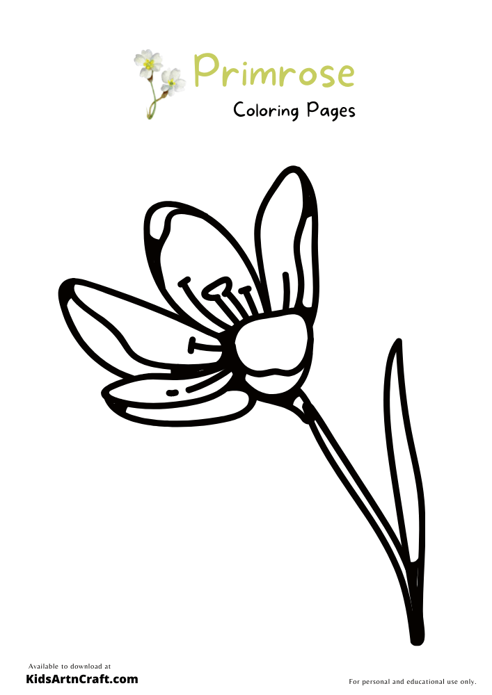 Primrose Coloring Pages For Kids – Free Printables