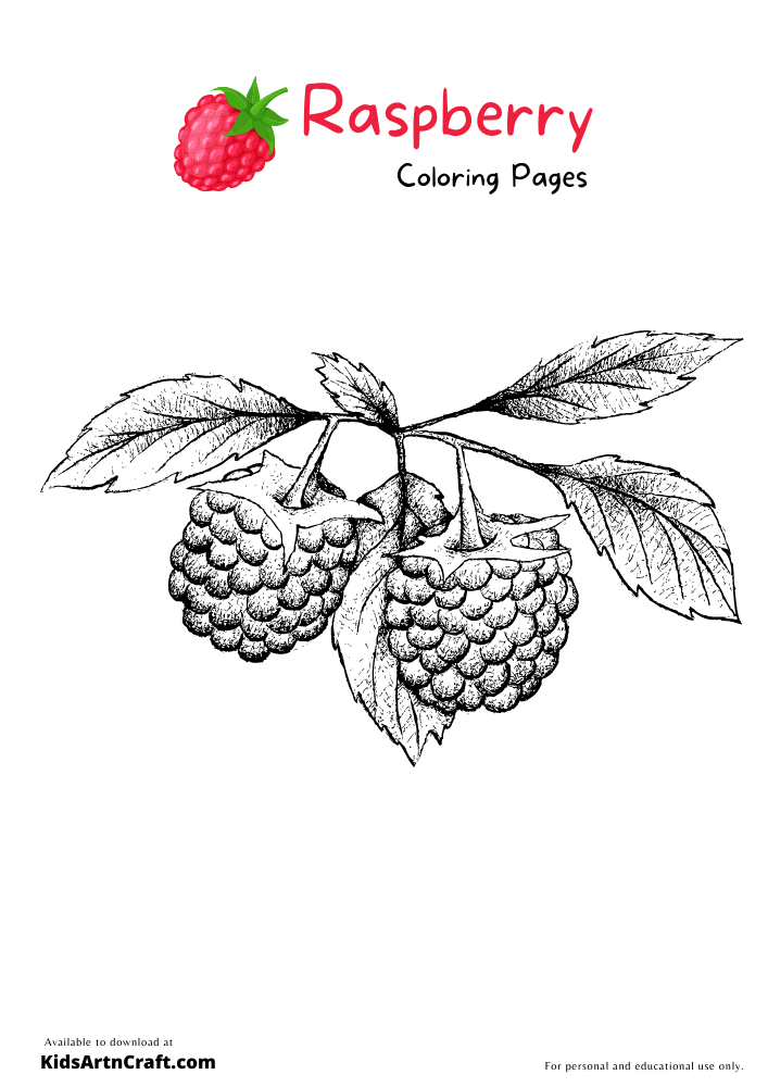 Raspberry Coloring Pages For Kids – Free Printables