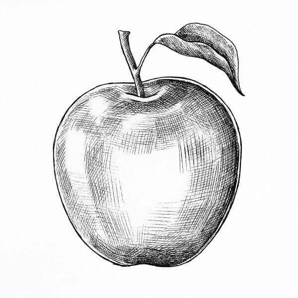 Simple Apple Sketch Apple Drawing & Sketches for Kids