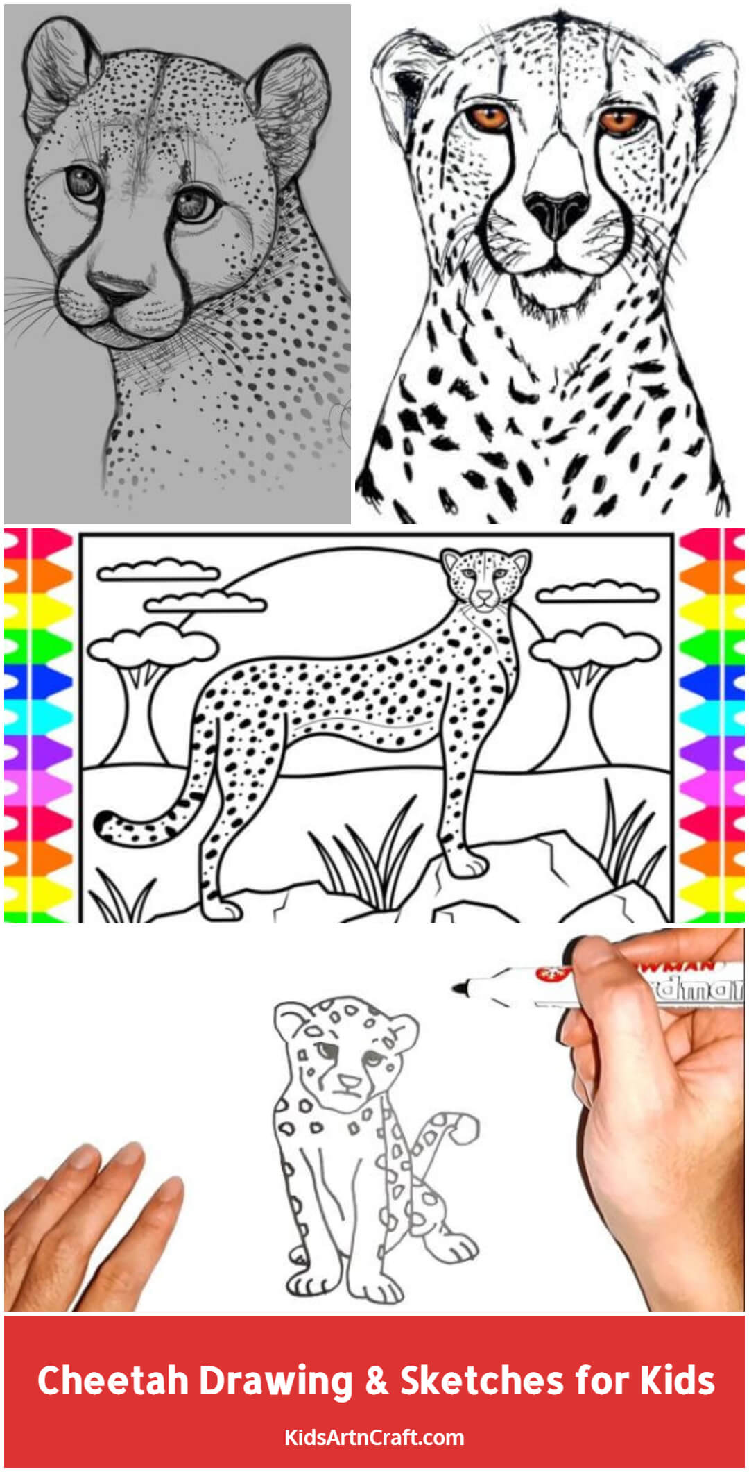 Cheetah Drawing & Sketches for Kids