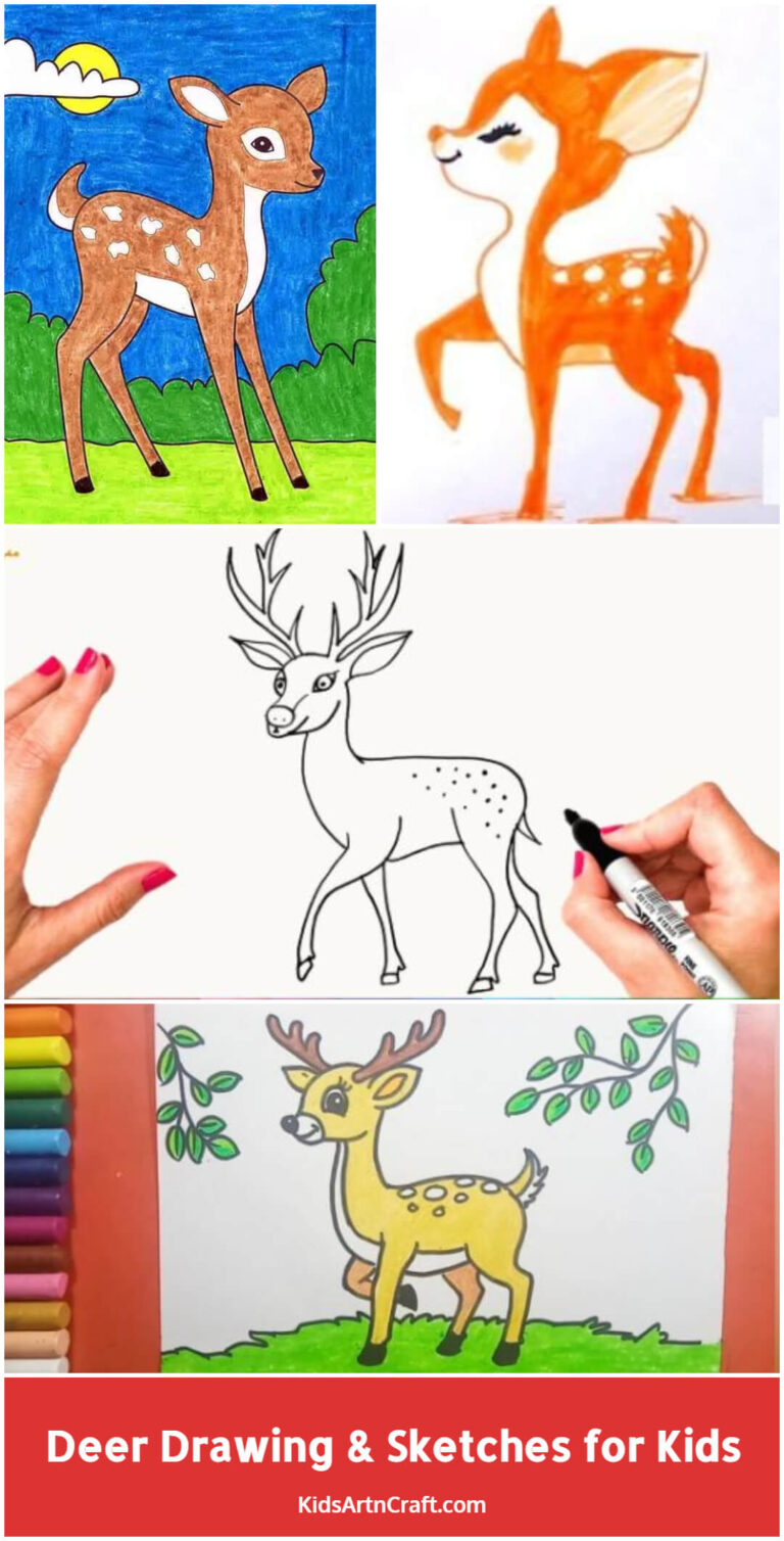Deer Drawing & Sketches for Kids - Kids Art & Craft