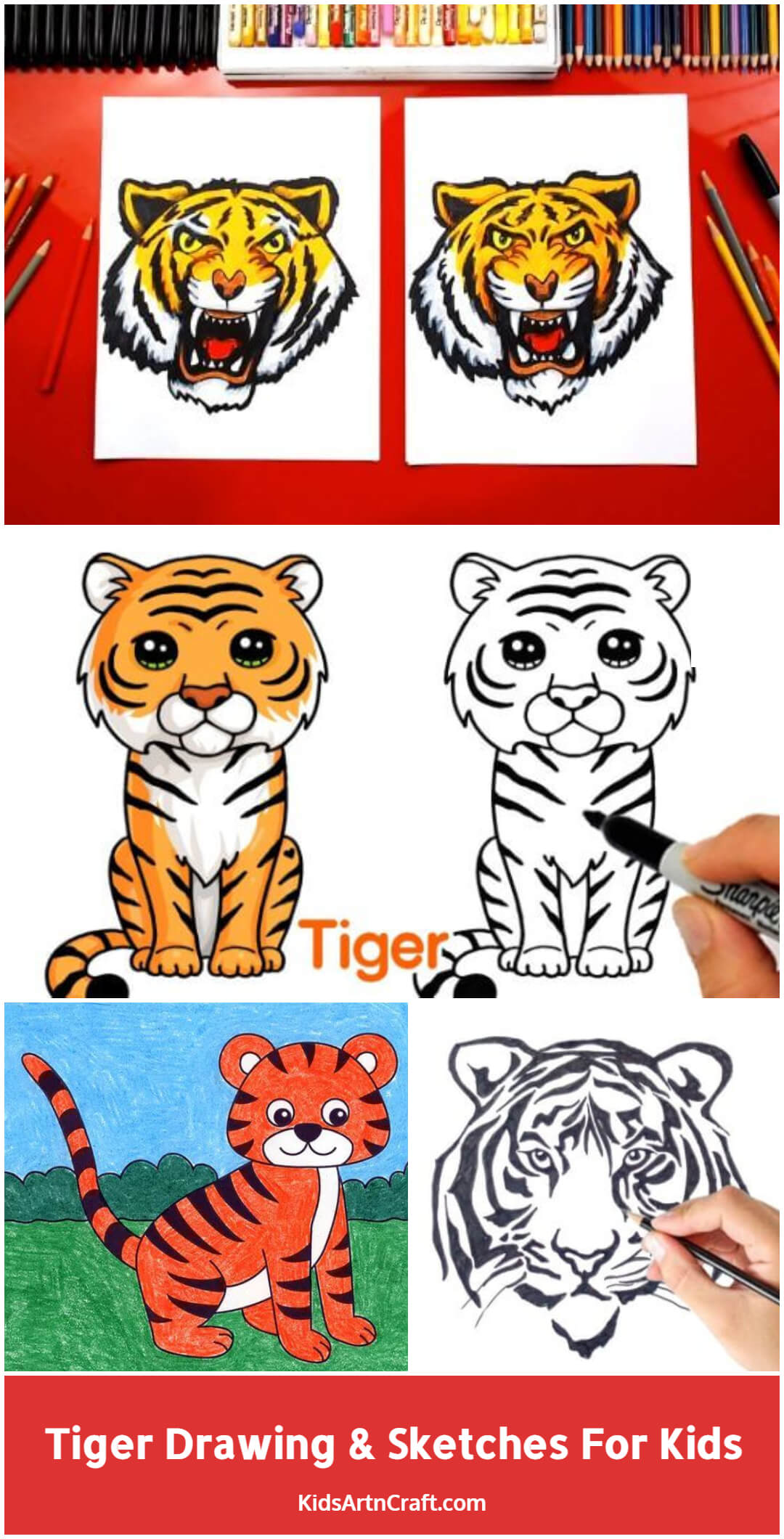Tiger Drawing & Sketches for Kids