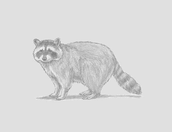 Raccoon Drawing & Sketches for Kids Easy Raccoon Sketch Drawing For Kids