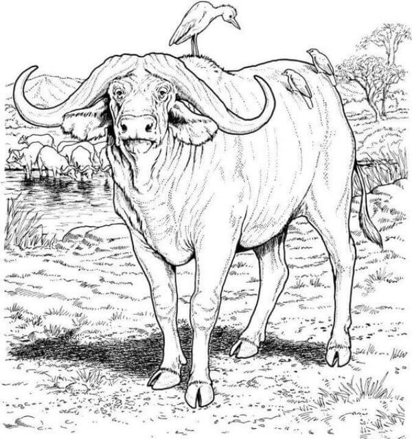 African Buffalo Drawing & Sketches For Children