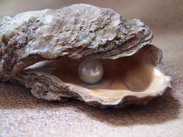 Amazing facts About Oyster For Kids